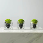 Green Plant Crystal Spirit Purification Combination-65.96