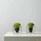 Green Plant Crystal Spirit Purification Combination-65.96