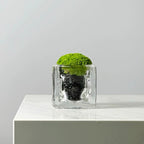 Green Plant Crystal Spirit Purification Combination-65.96