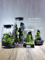 Moss-purified potted plants-219
