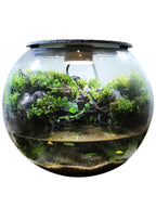 Moss-purified potted plants-219