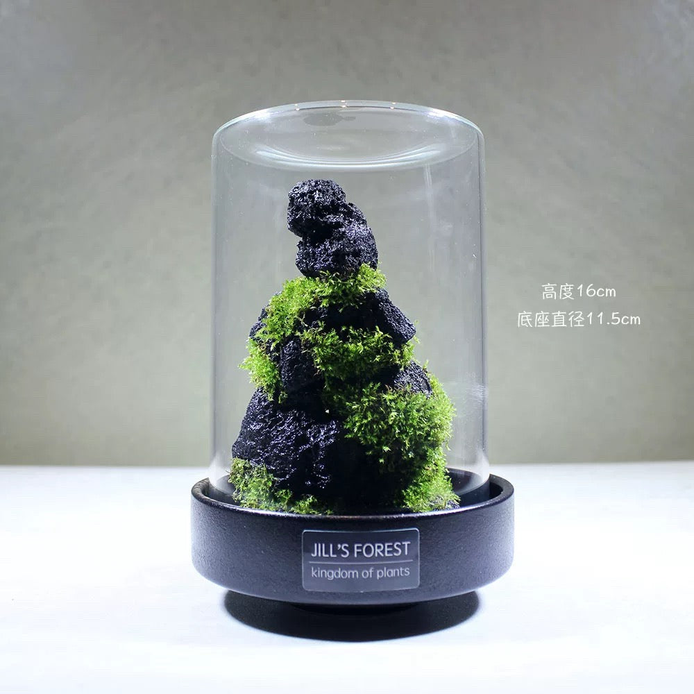 Moss-purified potted plants-219