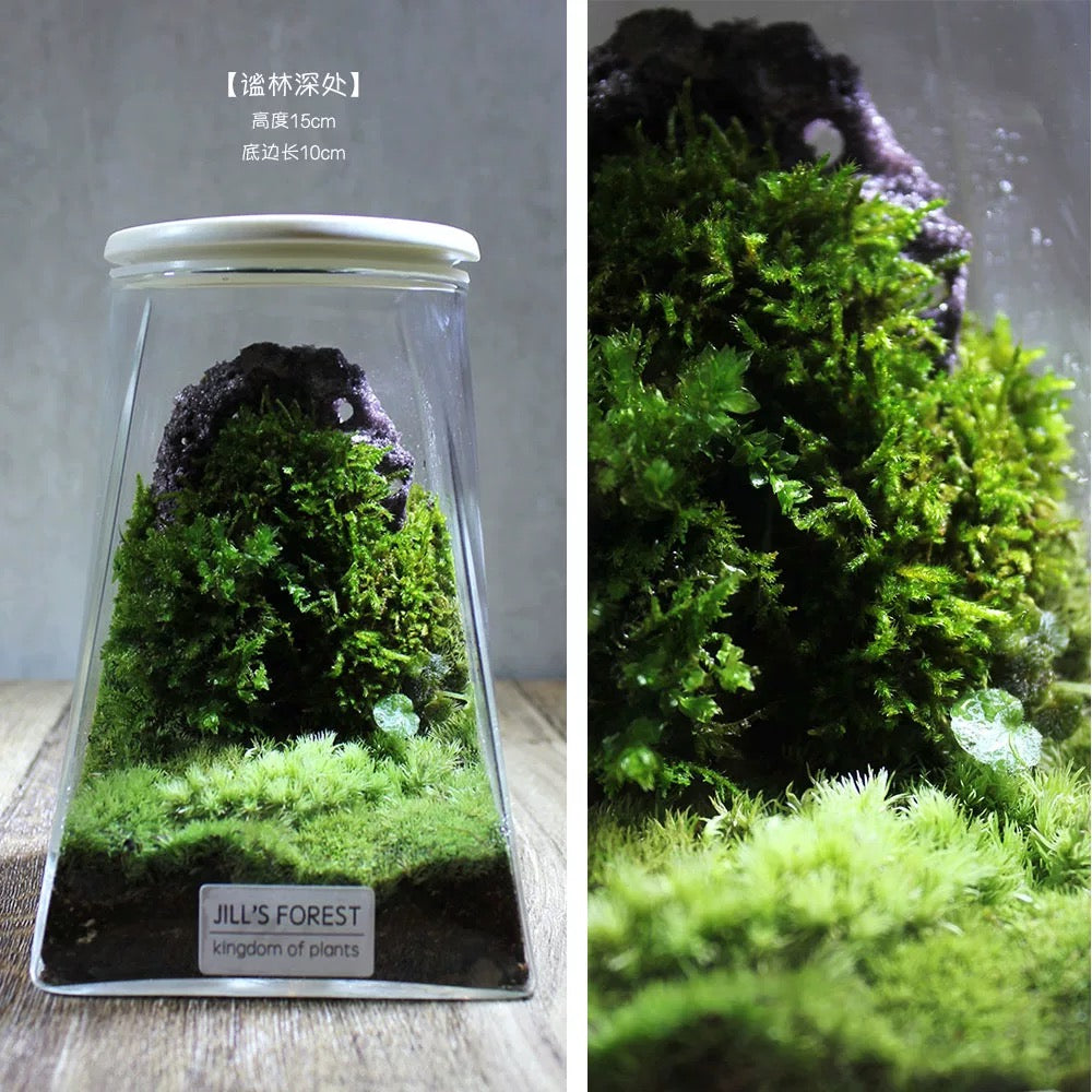 Moss-purified potted plants-219