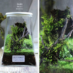 Moss-purified potted plants-219