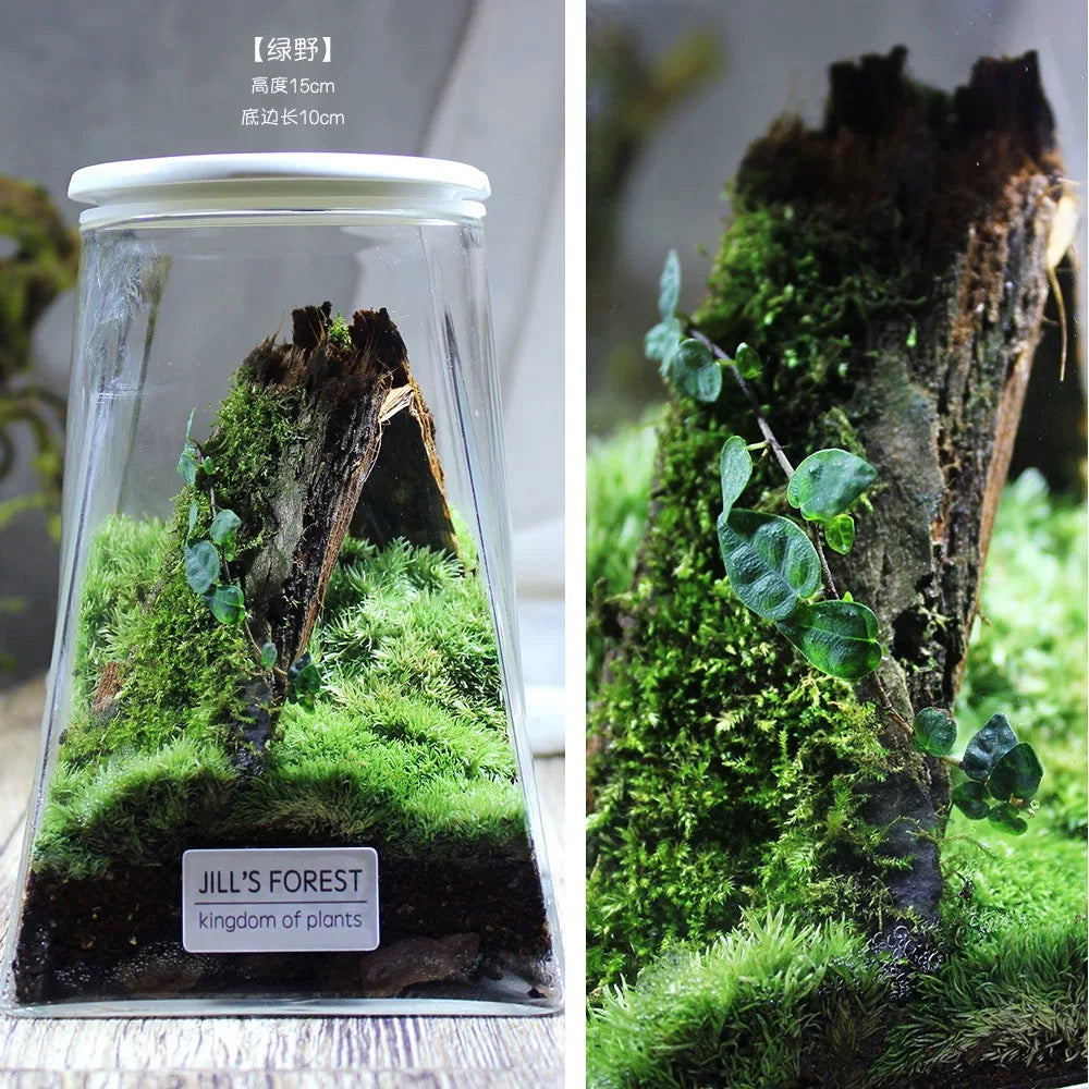 Moss-purified potted plants-219