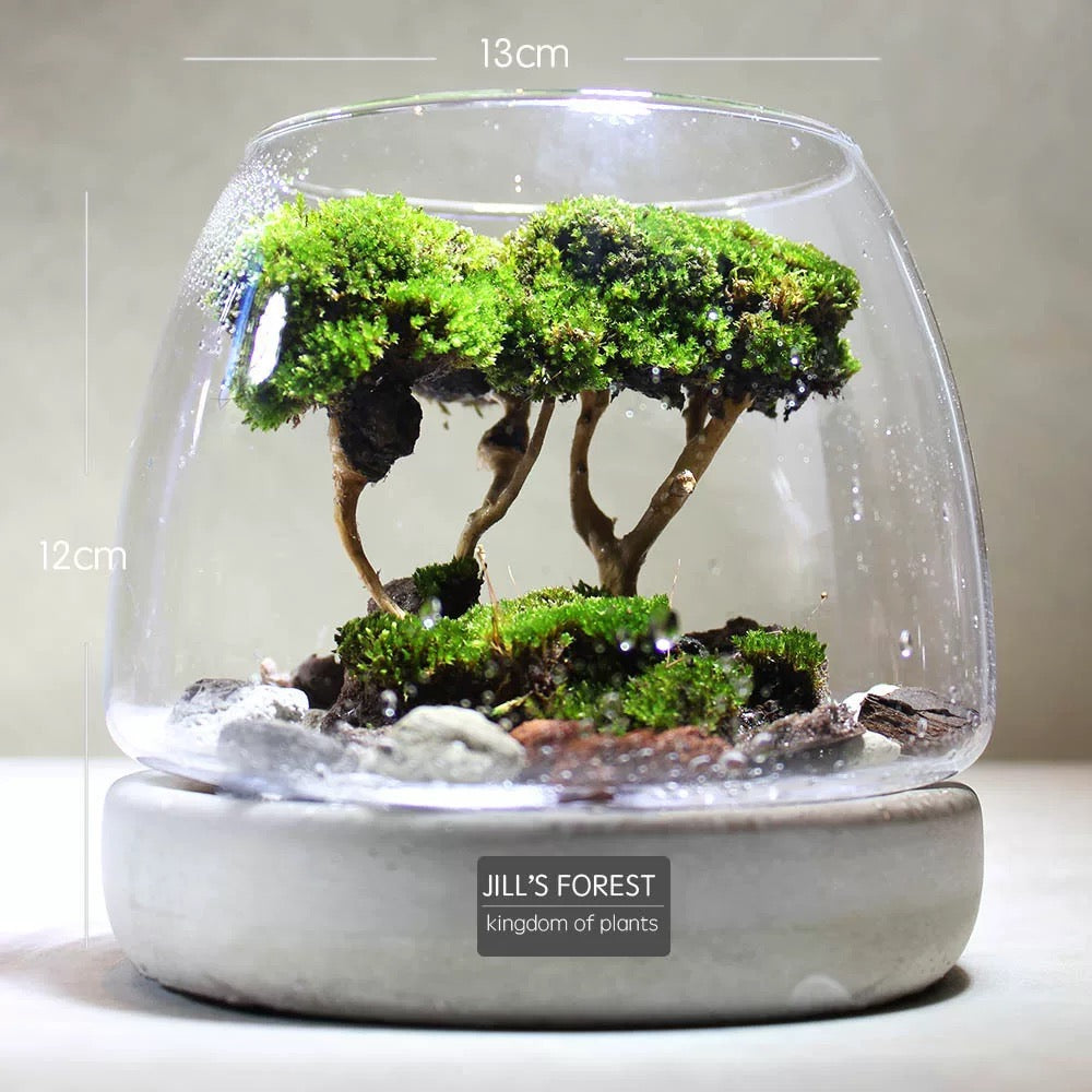 Moss-purified potted plants-219