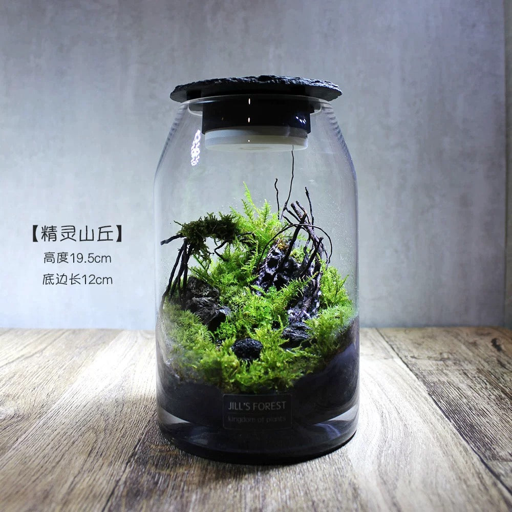 Moss-purified potted plants-219