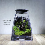 Moss-purified potted plants-219