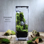 Moss-purified potted plants-219