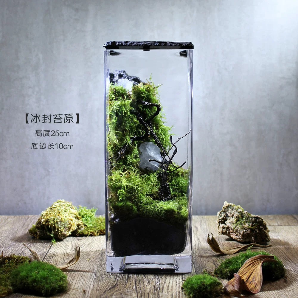 Moss-purified potted plants-219