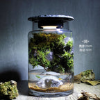 Moss-purified potted plants-219