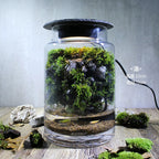 Moss-purified potted plants-219